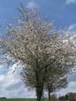 1er Mai: sur le chemin