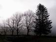 29 Avril: arbres dans le brouillard