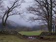 29 Avril: arbres dans le brouillard