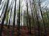 29 Avril: sur le chemin